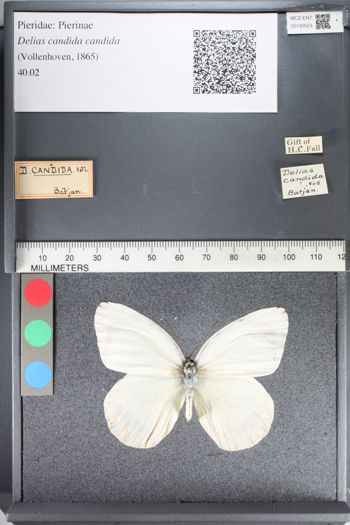 Media type: image;   Entomology 130523